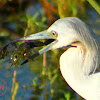 Immature Little Blue Heron and a Pig Frog