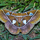 Silkmoth