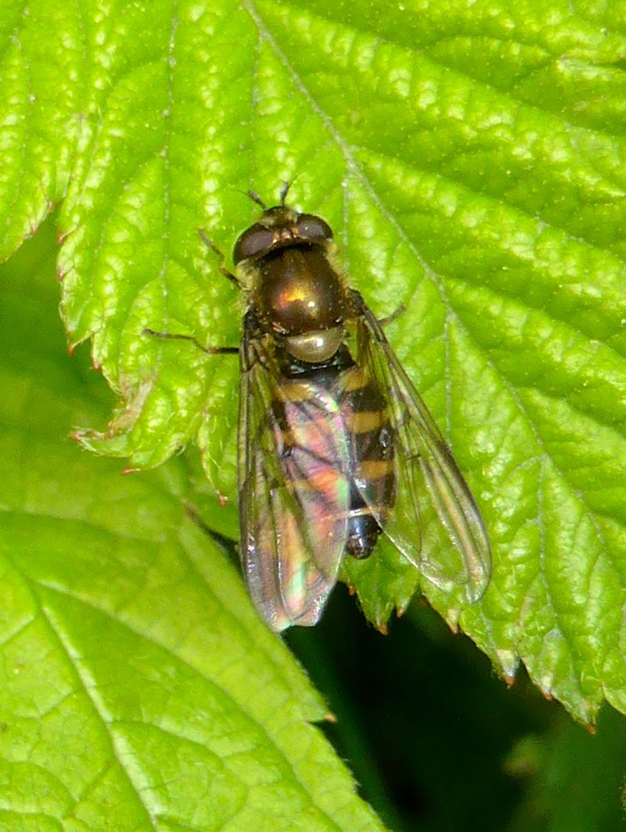 Syrphid Fly