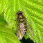 Syrphid Fly