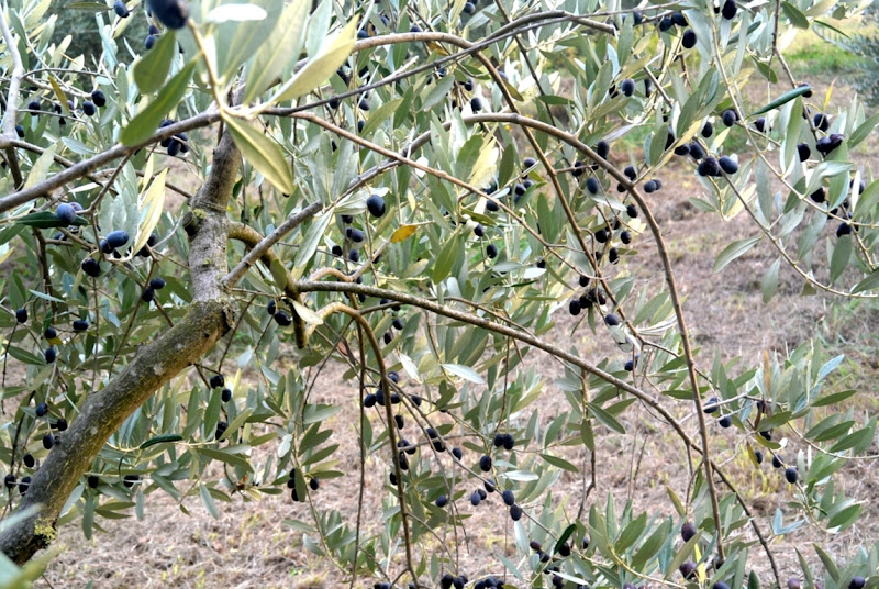 Olive di betti