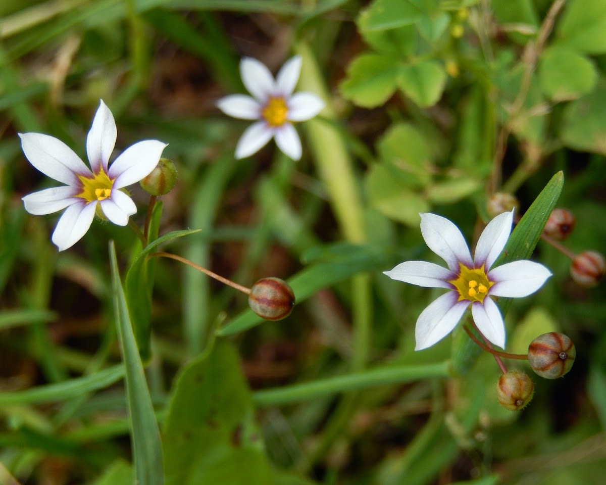 White Blue-Eyed Grass