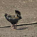 Black-tailed Native Hen