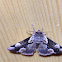 Peach Blossom Moth