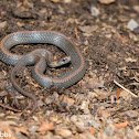 Red-bellied Snake