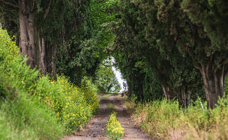 Vecchio viale di cipressi di Lorenzo Domenichini