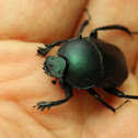 Small Green Dung Beetle