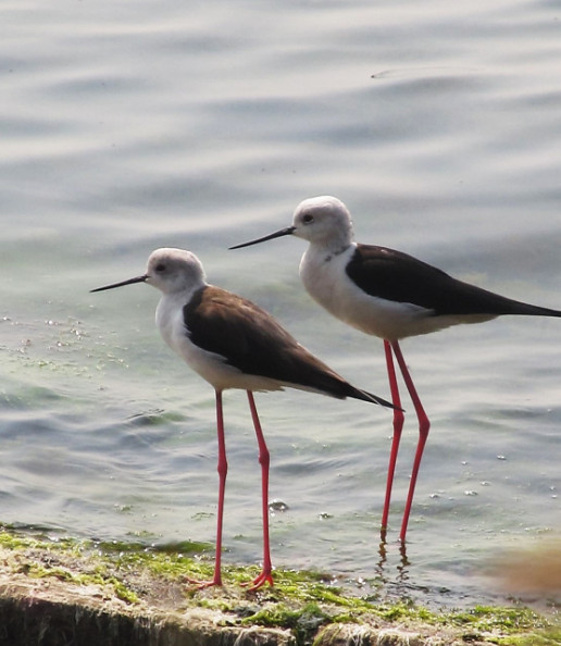 Black-winged Stilt