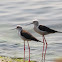 Black-winged Stilt