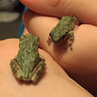 Gray/Cope's Gray Tree Frog