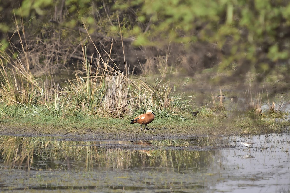 Duck  -  Ruddy Shelduck