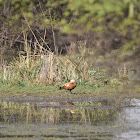 Duck  -  Ruddy Shelduck