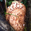 Dryad's Saddle