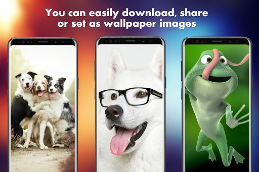 ? Animal Wallpapers HD  4K Animal Backgrounds