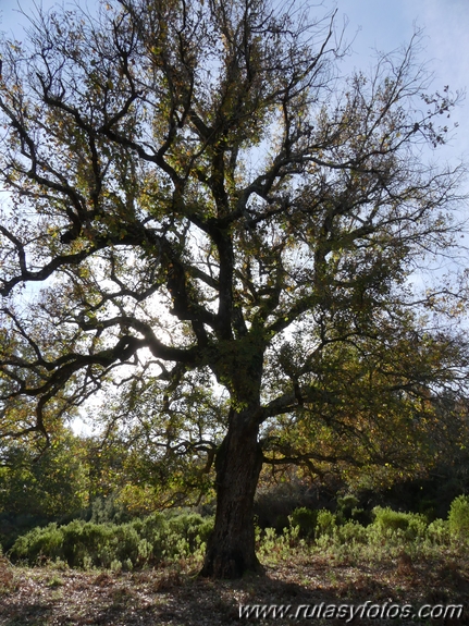 Sierra del Hacho (Gaucín)