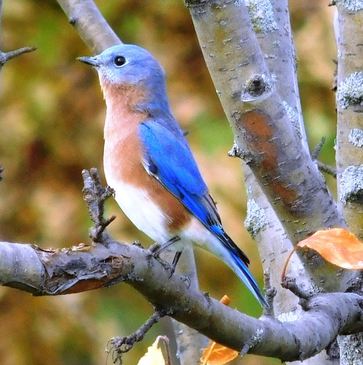 Eastern Bluebird