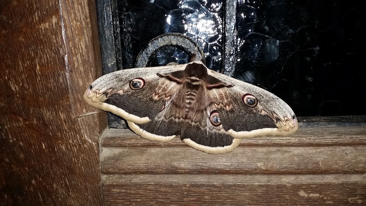 Great Peacock moth