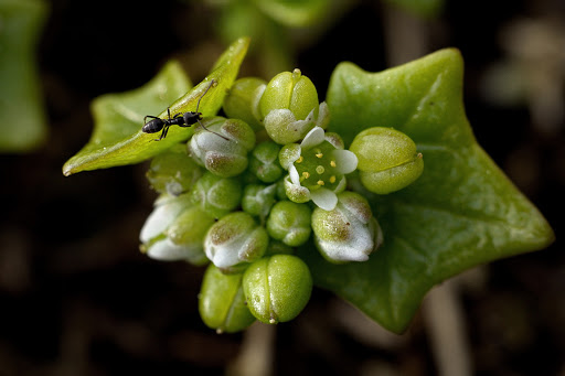 Cochlearia danica