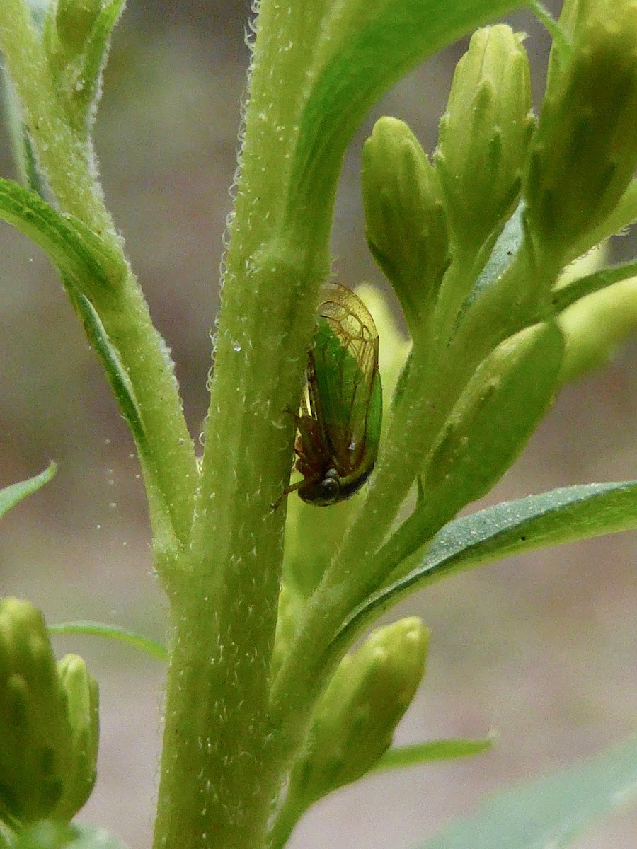 Treehopper