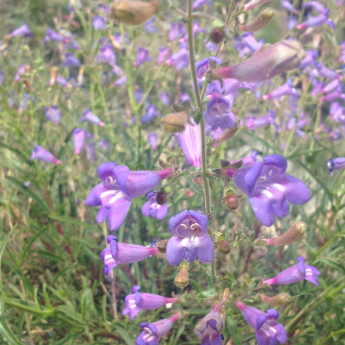 Showy Penstemon