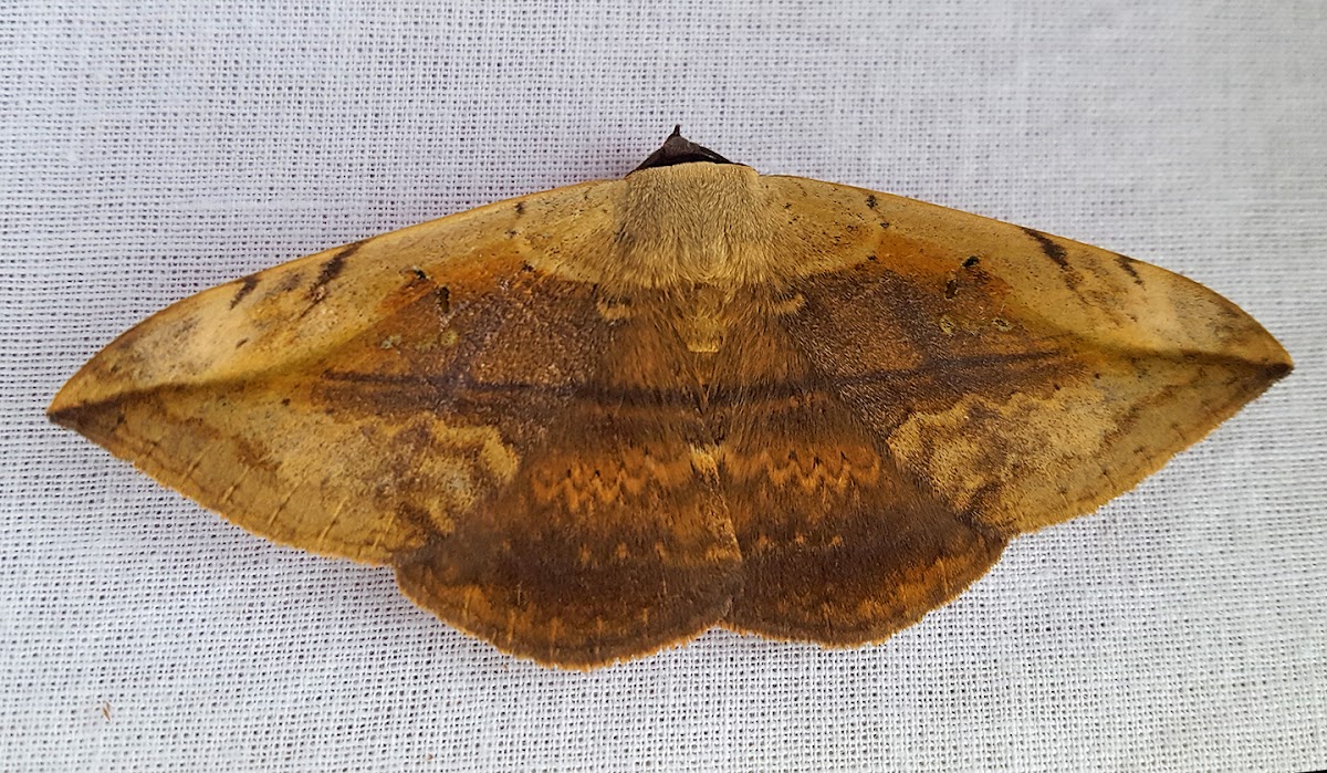 Spotless Owlet Moth Male