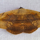 Spotless Owlet Moth Male