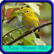 Kicau Burung Pleci 1.0 Icon