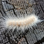 Fall webworm (caterpillar)