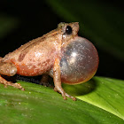 Bush Frog