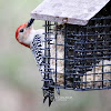 Red Bellied Woodpecker