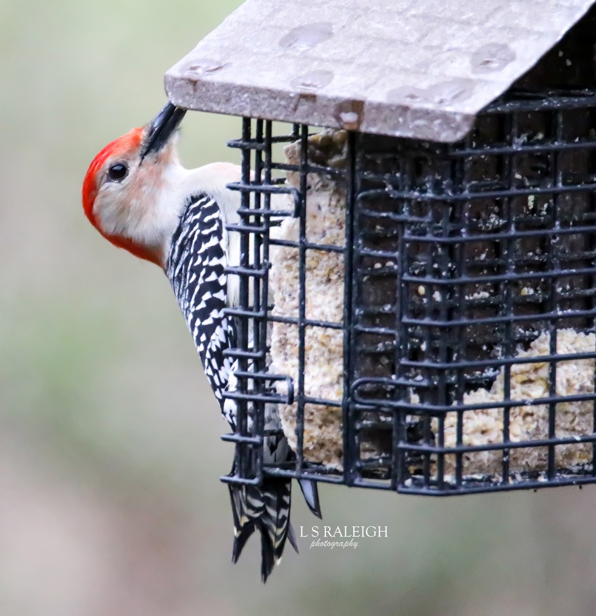 Red Bellied Woodpecker