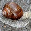 Edible snail