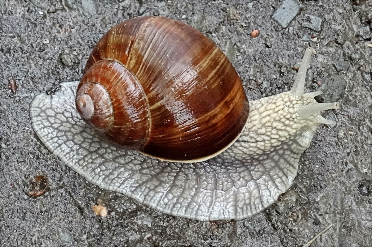 Edible snail