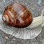 Edible snail