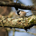 Coal Tit