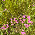 Lesser Centaury