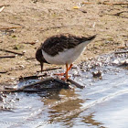 Turnstone