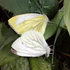 Small white / Репница