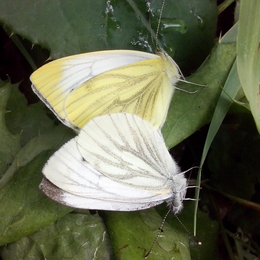 Small white / Репница