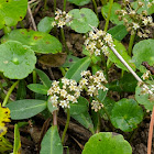 Manyflower Marshpennywort