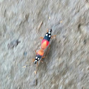 Unknown ant-sized bug