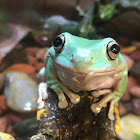 Australian Tree Frog