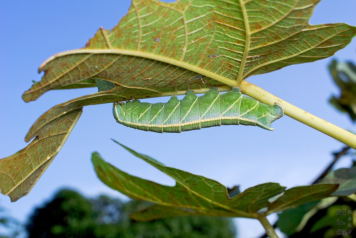 Fig Sphinx Caterpillar