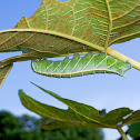 Fig Sphinx Caterpillar