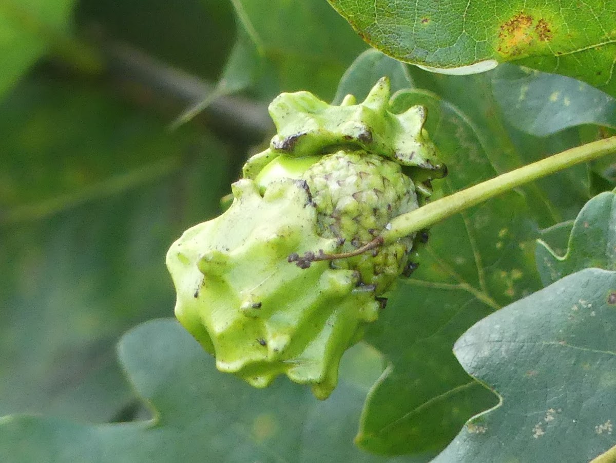 Knopper gall on acorn