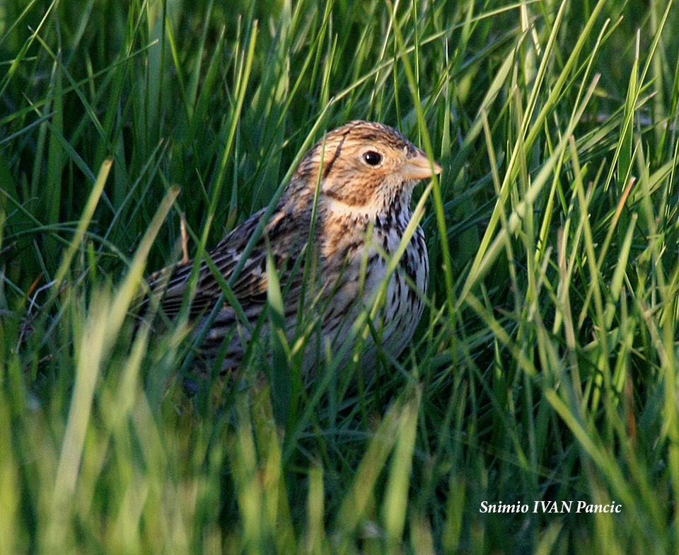 Corn Bunting