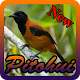 Download Kicau Burung Pitohui For PC Windows and Mac 1.0