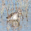 Spotted Redshank; Archibebe Oscuro