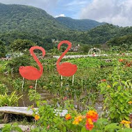 【竹子湖】吉園葡花園野菜