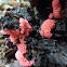 Raspberry slime mold